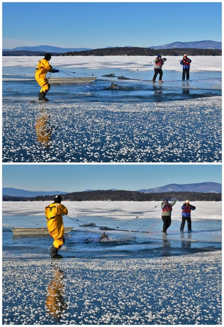 Loon collage