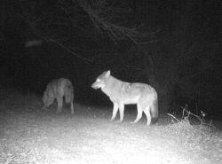 11-25-15-Coyotes-in-apple-orchard_web19.jpg