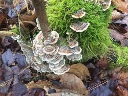 11-28-15-turkey-tail-and-moss_web16.jpg