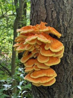 Chicken of the woods Photo: Stephanie Coyne DeGhett