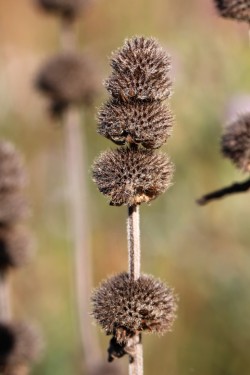 Mint seeds Photo: Jackson Saul