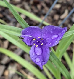 Pollinator on flower Photo: Emily S. Rowe