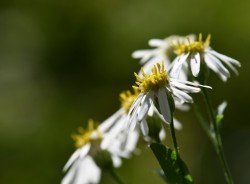 Flat topped aster Photo: Liz Thompson