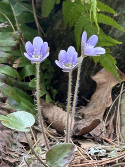 Hepatica Photo: Prudence Wholey