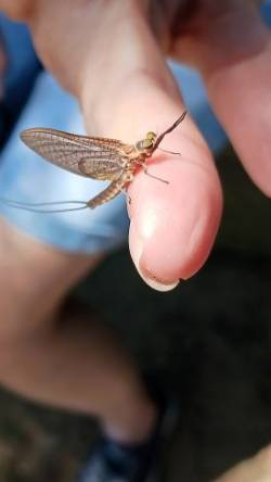 Mayfly Photo: Gale Wood