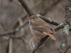 Hermit thrush Photo: Charlie Schwarz