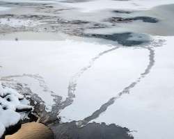 Otter tracks Photo: Frank Gorga