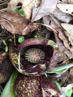 Skunk cabbage Photo: Alfred J. Sorensen