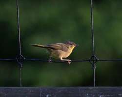 Yellowthroat warbler Photo: Ross Lanius