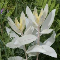 Albino Milkweed Photo: AM Dannis