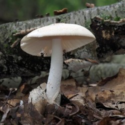 Poison mushroom Photo: Charlie Schwarz