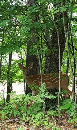 August 2016 Photo: Sandi Fasnacht