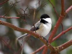 Black capped chickadee Photo: Charlie Schwarz