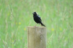 The Bobolink Project Photo: Allan Strong