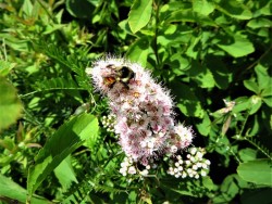 Bumblebee Photo: Nate Rosebrooks