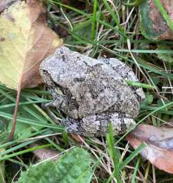 Tree frog Photo: Jay Cary