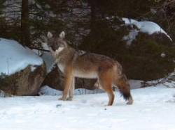11_coyote_in_yard_w.jpg