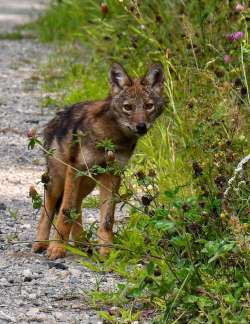 Coyote Photo: Cheryl Metcalf