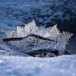 Ice feathers Photo: Sandy Dannis