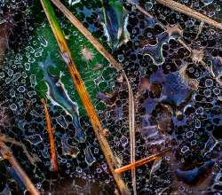 Dew fringes Photo: Steven Arcone