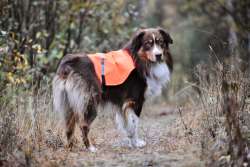 Hunting dog Photo: Anna Lewis