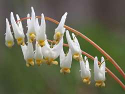 Dutchmans Breeches Photo: Ross Lanius