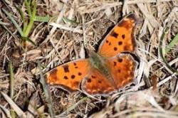 11_eastern_comma_butterfly.jpg