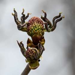 Elderberry buds Photo: Sandy Dannis