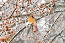 Female cardinal Photo: Samantha Wolf