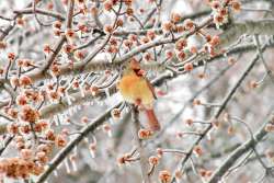 Female cardinal Photo: Samantha Wolf