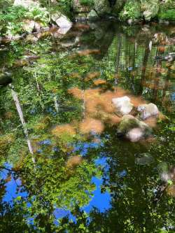 Forest shade Photo: Nancy Halloran