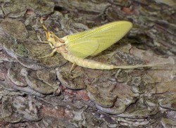 Mayfly Photo: Frank Kaczmarek