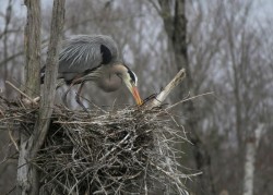 Great blue heron Photo: Ron Logan