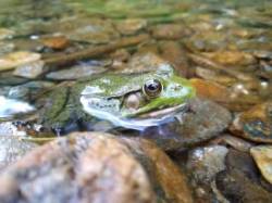 Green Wood Frog Photo: Kevin Fink