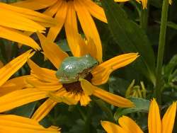 Frog Photo: Skip Stanger