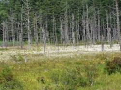 Cotton grass Photo: Ben Haubrich