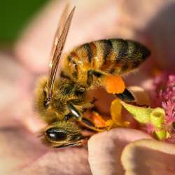 Pollen on bee Photo: Sandy Dannis