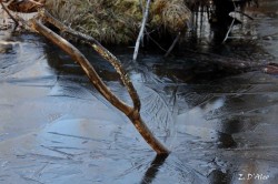Ice Branch Photo: Eric D'Aleo