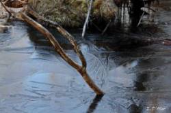 Ice Branch Photo: Eric D'Aleo