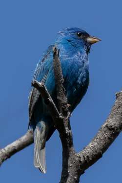 Indigo bunting Photo: Jim Squires