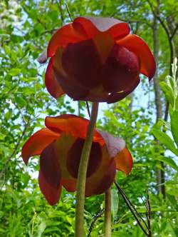 Pitcher plant Photo: Sheri Larsen