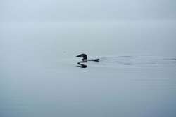 Loon Photo: Hanna Holcomb