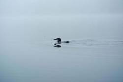 Loon Photo: Hanna Holcomb