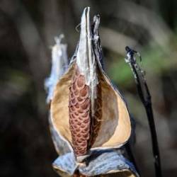 Milkweed seeds Photo: AM Dannis