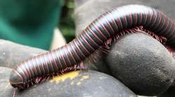 Millipede Photo: Penelope Harris