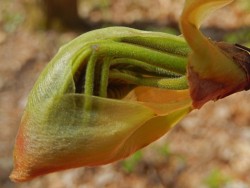 Opening Shagbark Photo: Patricia Liddle