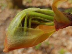 Opening Shagbark Photo: Patricia Liddle