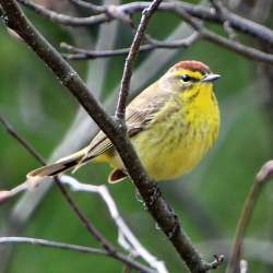 Palm warbler Photo: Jeanette Fournier