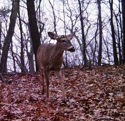 11_piebald_for_northern_woodlands.jpg