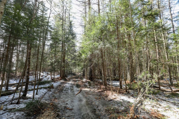 Harvesting Timber in the Adirondacks